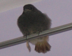 rouge queue juv�lile